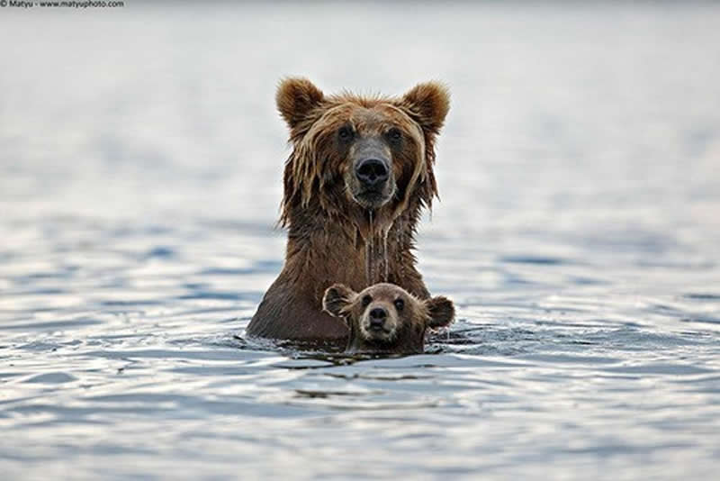 Animal Parenting Moments That Every Human Can Relate To