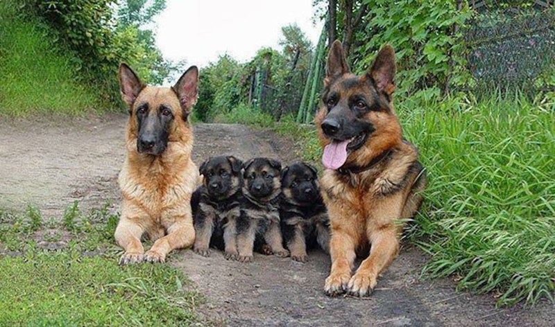 Animal Parenting Moments That Every Human Can Relate To