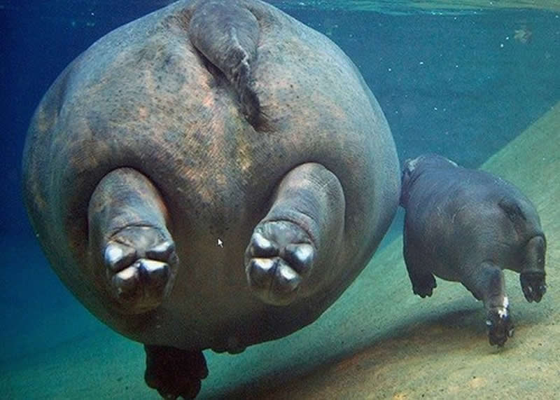Animal Parenting Moments That Every Human Can Relate To