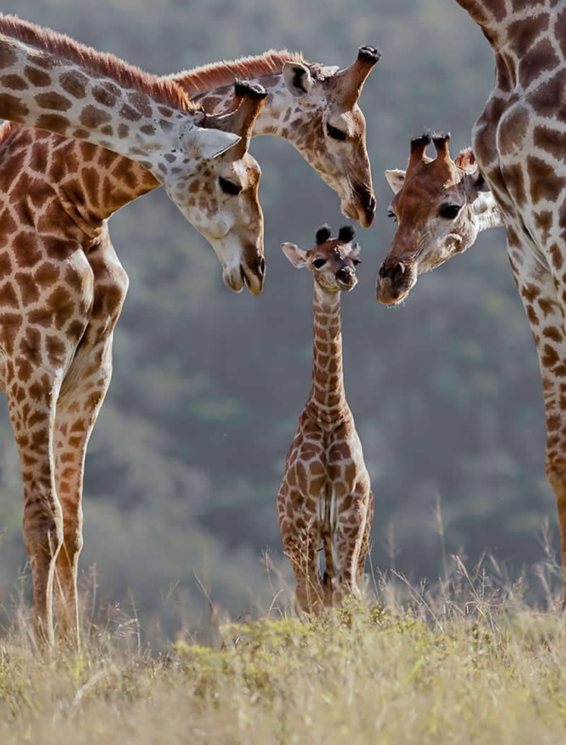 Animal Parenting Moments That Every Human Can Relate To