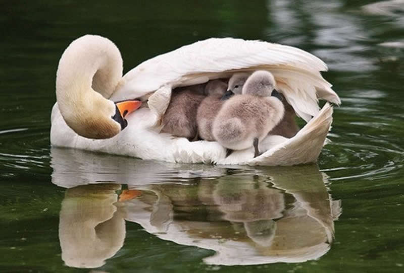 Animal Parenting Moments That Every Human Can Relate To