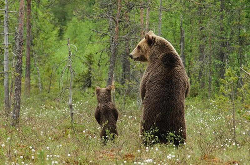 Animal Parenting Moments That Every Human Can Relate To