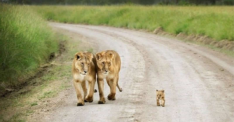 Animal Parenting Moments That Every Human Can Relate To