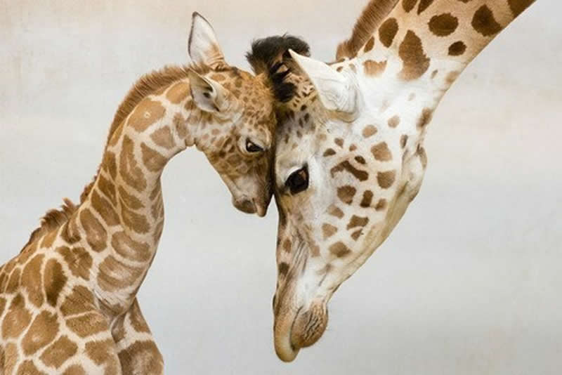 Animal Parenting Moments That Every Human Can Relate To