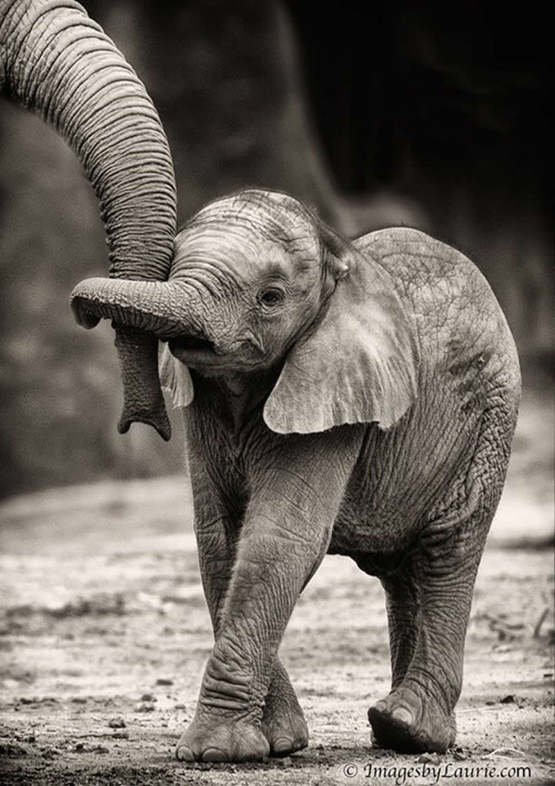 Animal Parenting Moments That Every Human Can Relate To