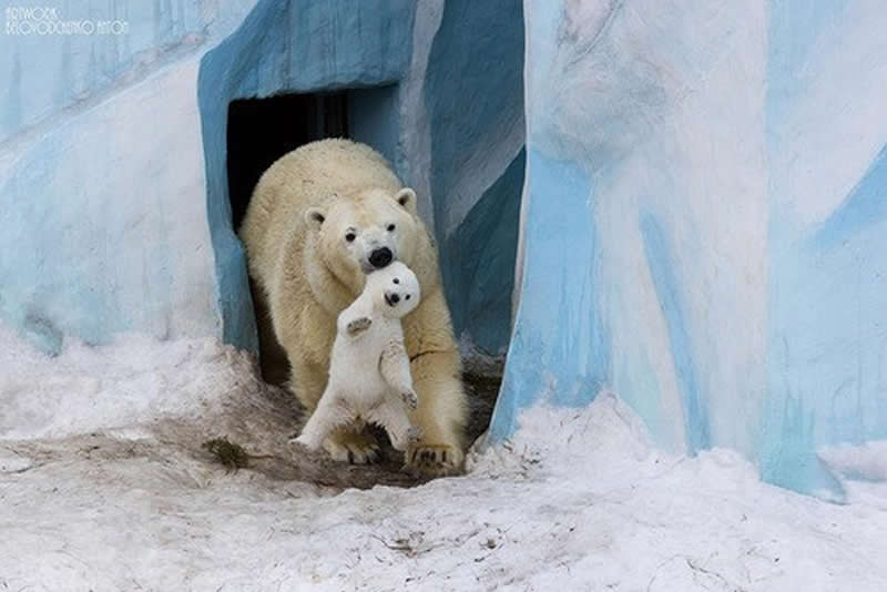 Animal Parenting Moments That Every Human Can Relate To