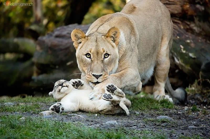 Animal Parenting Moments That Every Human Can Relate To
