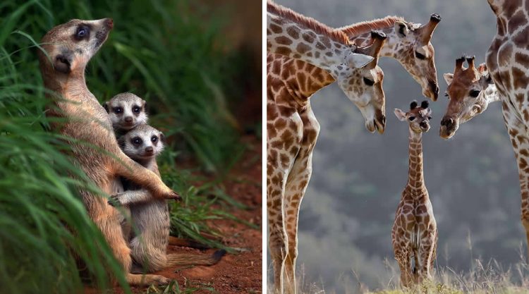 Animal Parenting Moments That Every Human Can Relate To