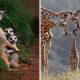 Animal Parenting Moments That Every Human Can Relate To