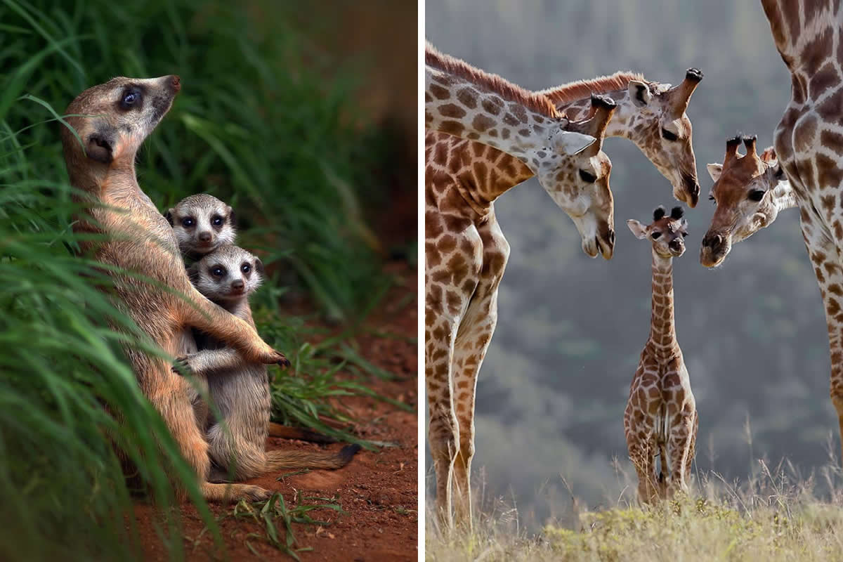 Animal Parenting Moments That Every Human Can Relate To