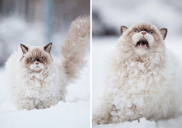 Adorable Animal Reactions to First-Time Experiences