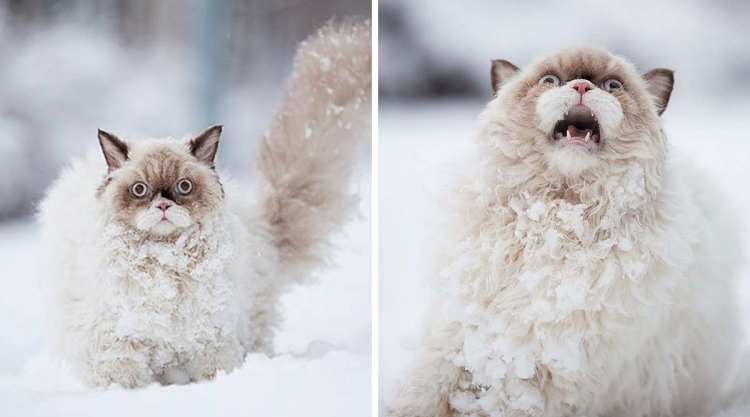 Adorable Animal Reactions to First-Time Experiences