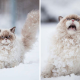 Adorable Animal Reactions to First-Time Experiences