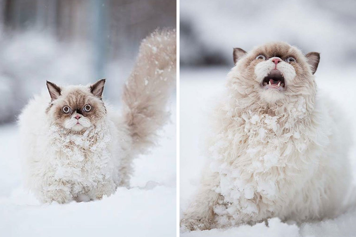 Adorable Animal Reactions to First-Time Experiences