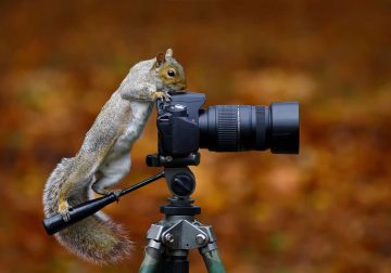 Adorably Funny Encounters of Animals Messing With Cameras