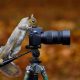 Adorably Funny Encounters of Animals Messing With Cameras