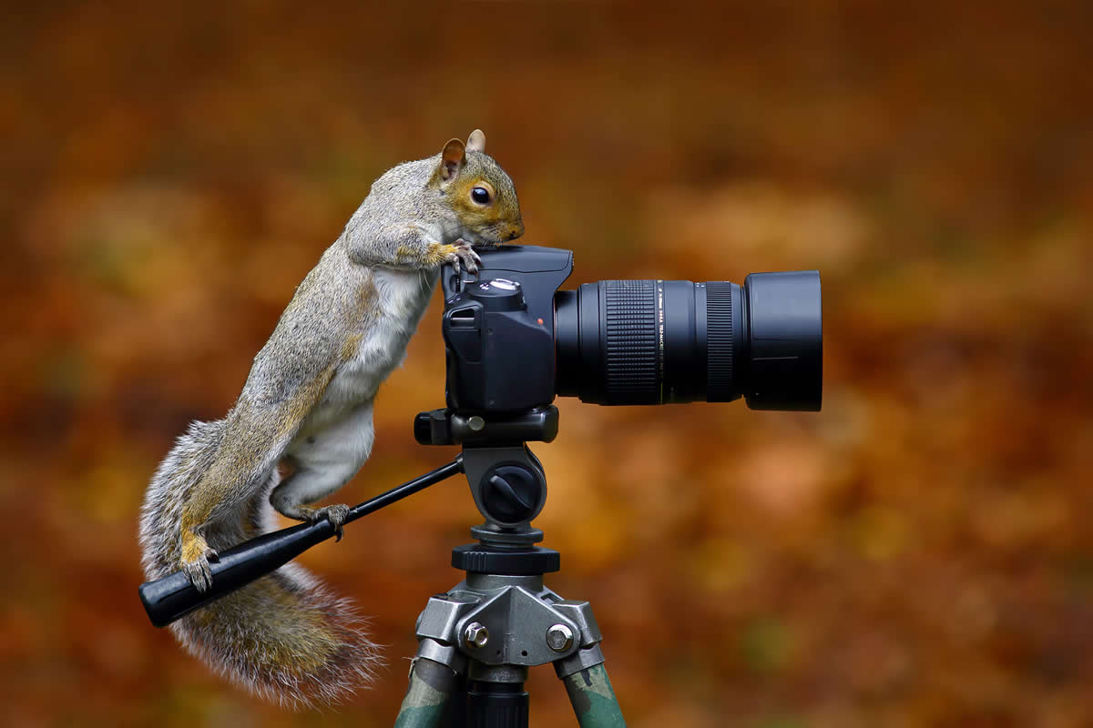 30 Adorably Funny Encounters of Animals Messing With Cameras