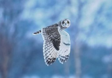 Award-Winning Bird Portraits from various Photo Contests