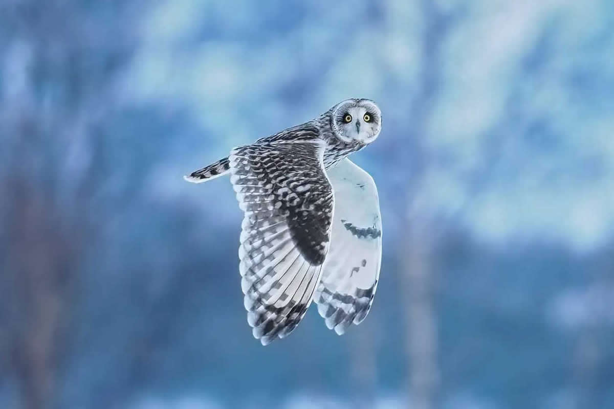 Award-Winning Bird Portraits from various Photo Contests