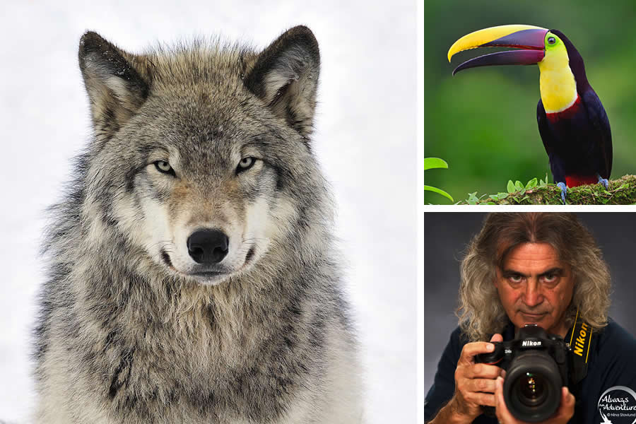 Award-Winning Canadian Wildlife Photographers