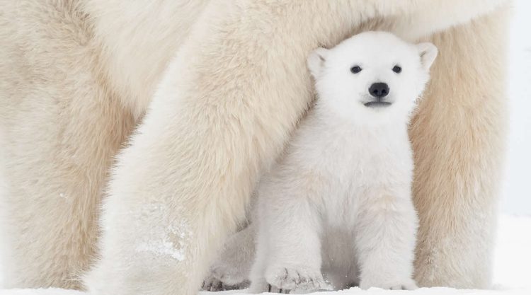 Award-Winning Canadian Wildlife Photographers