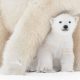 Award-Winning Canadian Wildlife Photographers