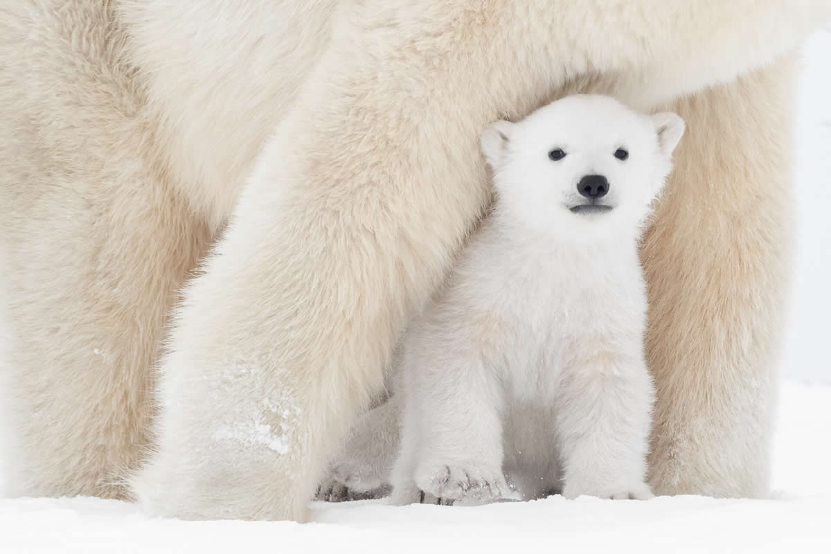 10 Award-Winning Canadian Wildlife Photographers You Should Know About