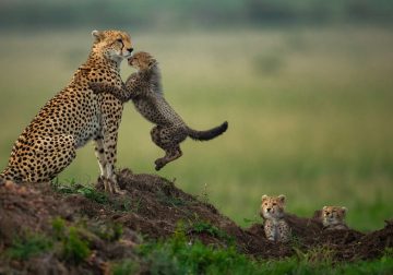Award-Winning Wildlife Photos That Celebrate Nature