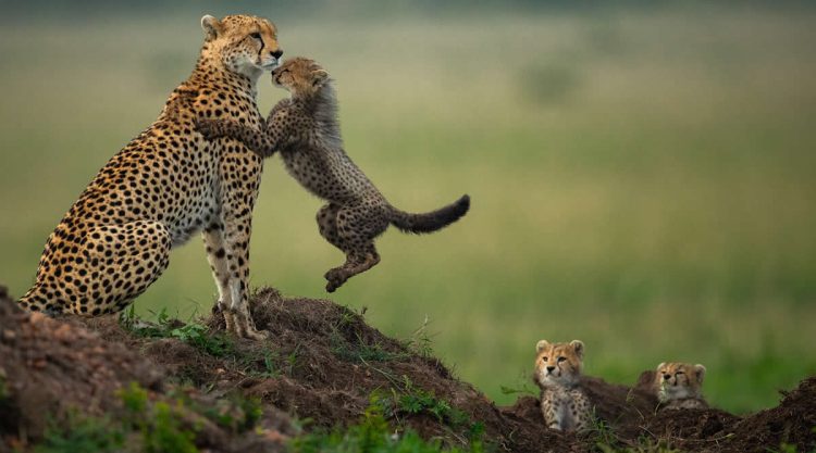 Award-Winning Wildlife Photos That Celebrate Nature