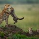 Award-Winning Wildlife Photos That Celebrate Nature