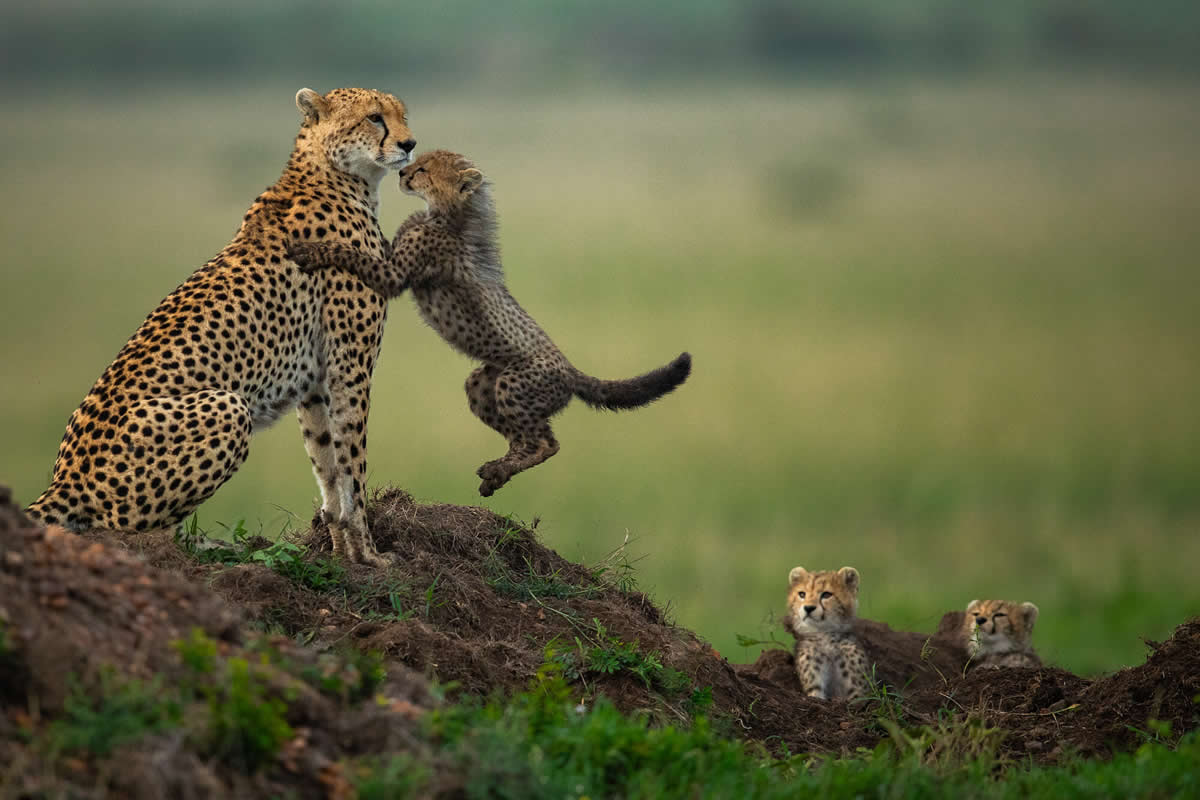 Award-Winning Wildlife Photos That Celebrate Nature