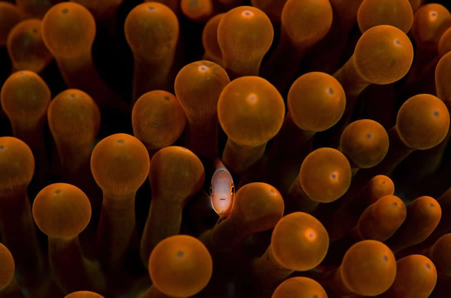 2025 BigPicture Natural World People Choice Award