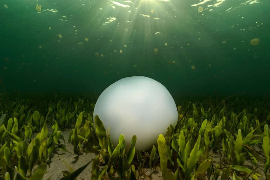 2025 BigPicture Natural World People Choice Award