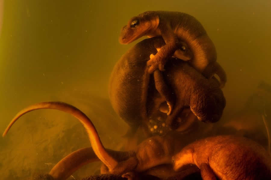2025 BigPicture Natural World People Choice Award