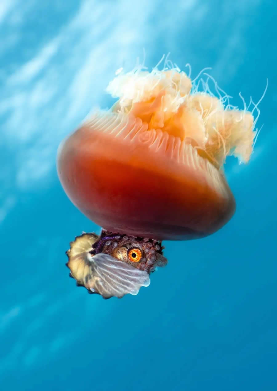 2025 BigPicture Natural World People Choice Award