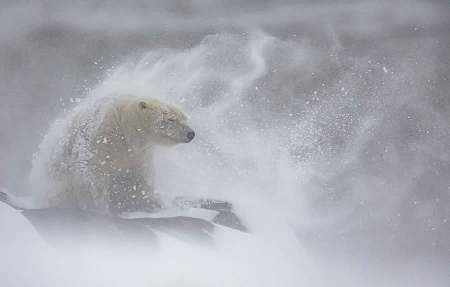 2025 BigPicture Natural World People Choice Award