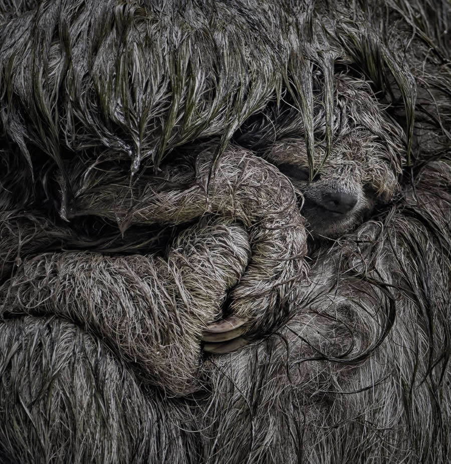 2025 BigPicture Natural World People Choice Award