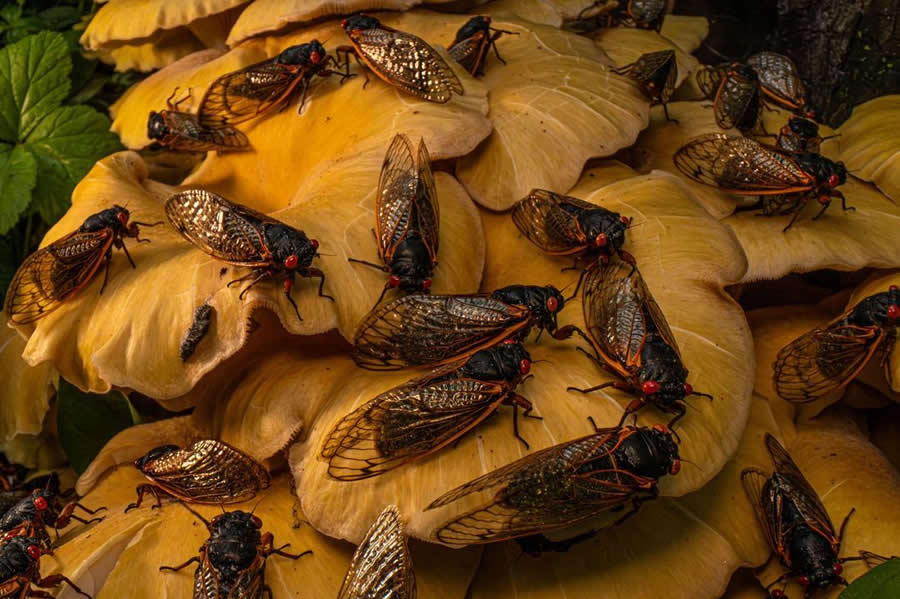 2025 BigPicture Natural World People Choice Award