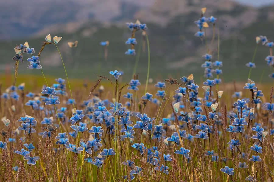 2025 BigPicture Natural World People Choice Award