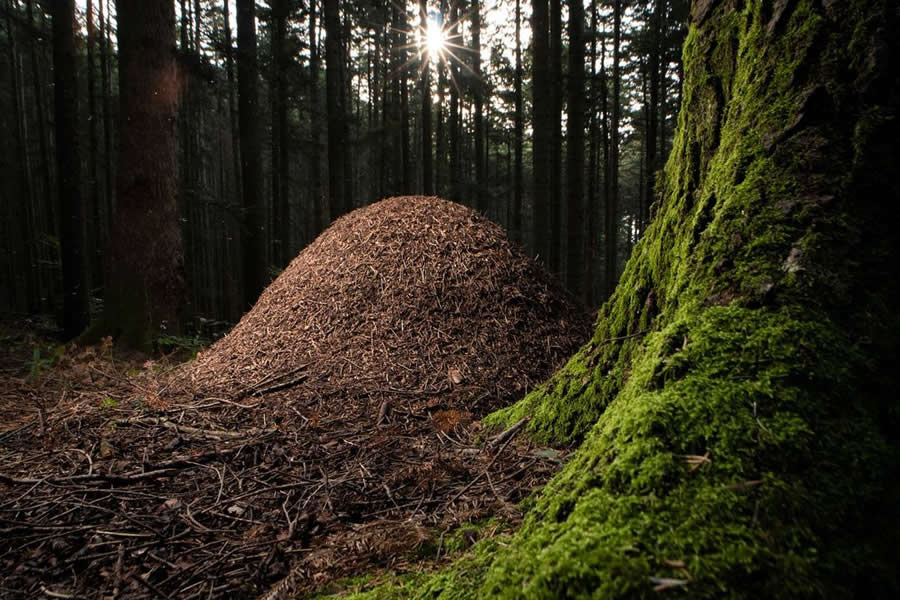 2025 BigPicture Natural World People Choice Award