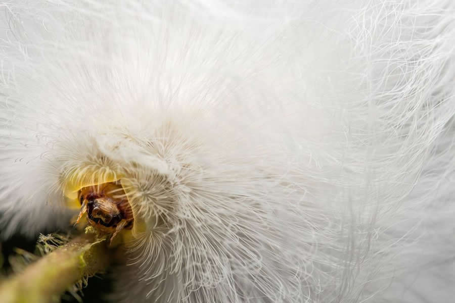 2025 BigPicture Natural World People Choice Award