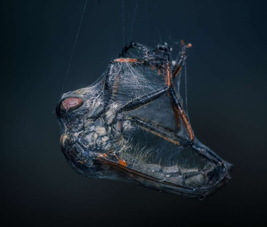 2025 BigPicture Natural World People Choice Award