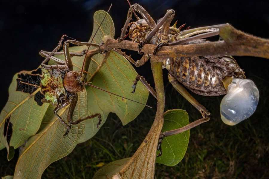 2025 BigPicture Natural World People Choice Award
