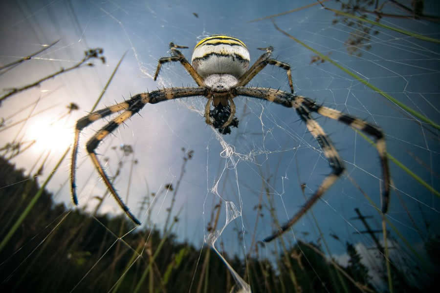 2025 BigPicture Natural World People Choice Award