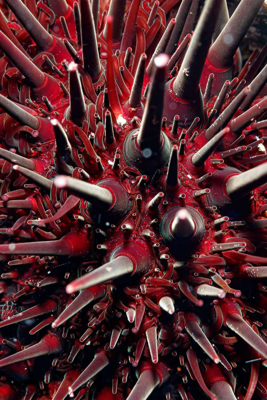2025 BigPicture Natural World People Choice Award
