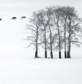 20 Outstanding Finalists for the 2025 BigPicture Natural World People’s Choice Award