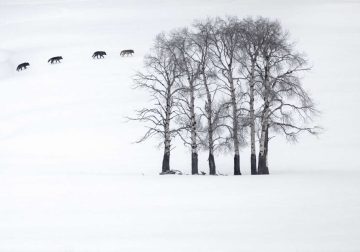 2025 BigPicture Natural World People Choice Award