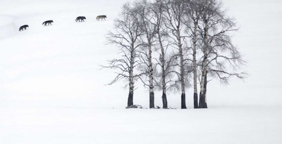 20 Outstanding Finalists for the 2025 BigPicture Natural World People’s Choice Award