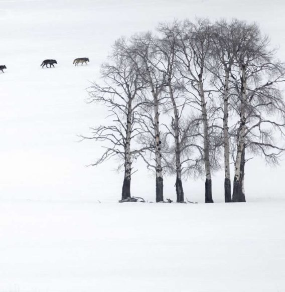 20 Outstanding Finalists for the 2025 BigPicture Natural World People’s Choice Award