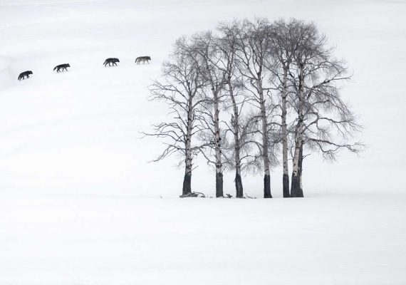 20 Outstanding Finalists for the 2025 BigPicture Natural World People’s Choice Award